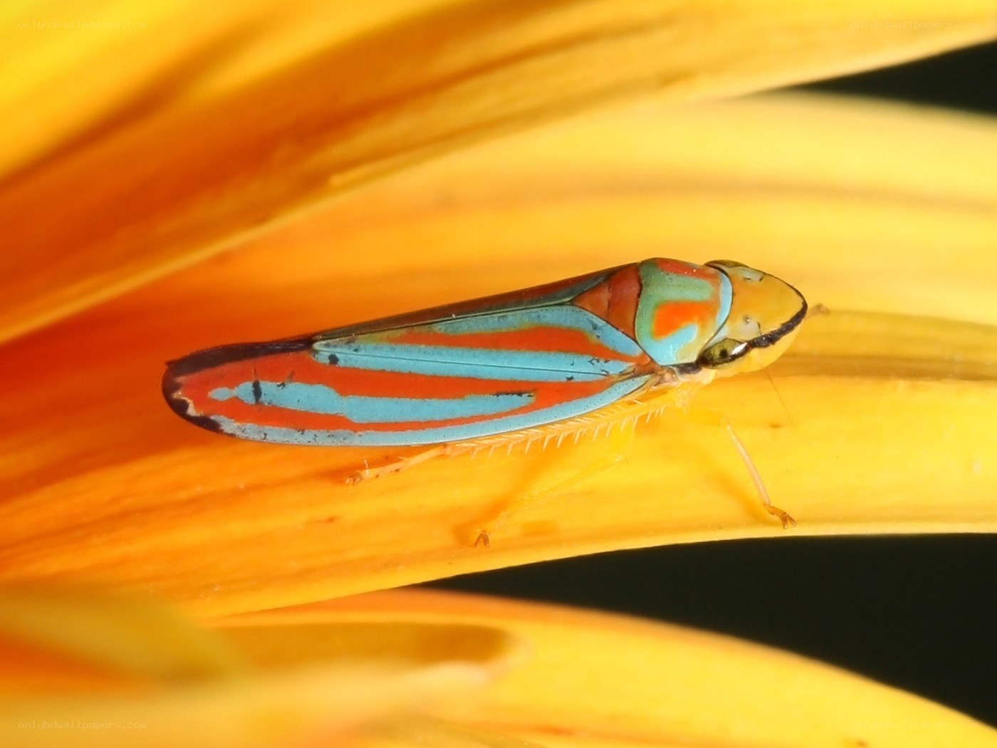 colorful leafhopper on flower