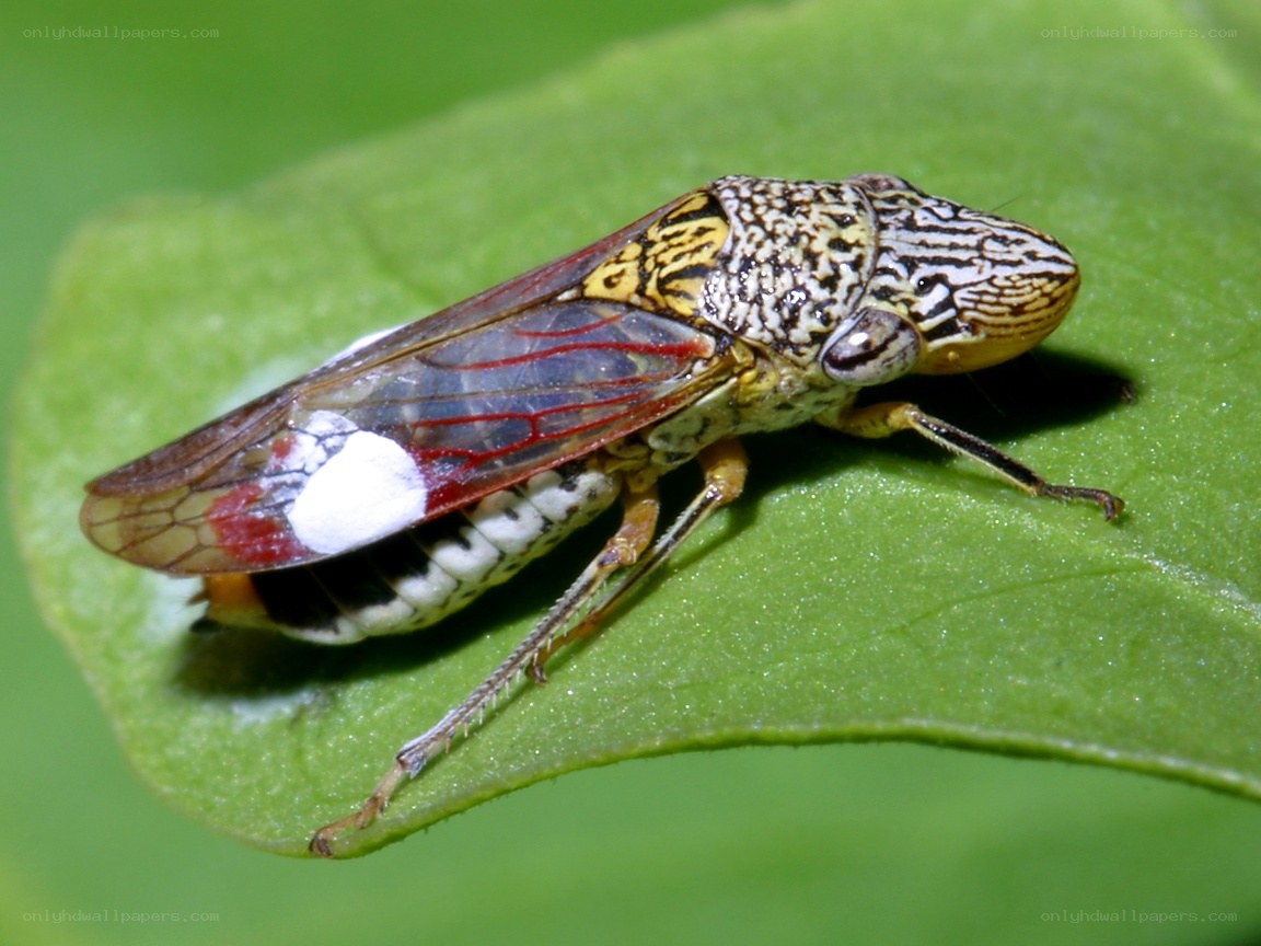 colorful leafhopper on green leaf