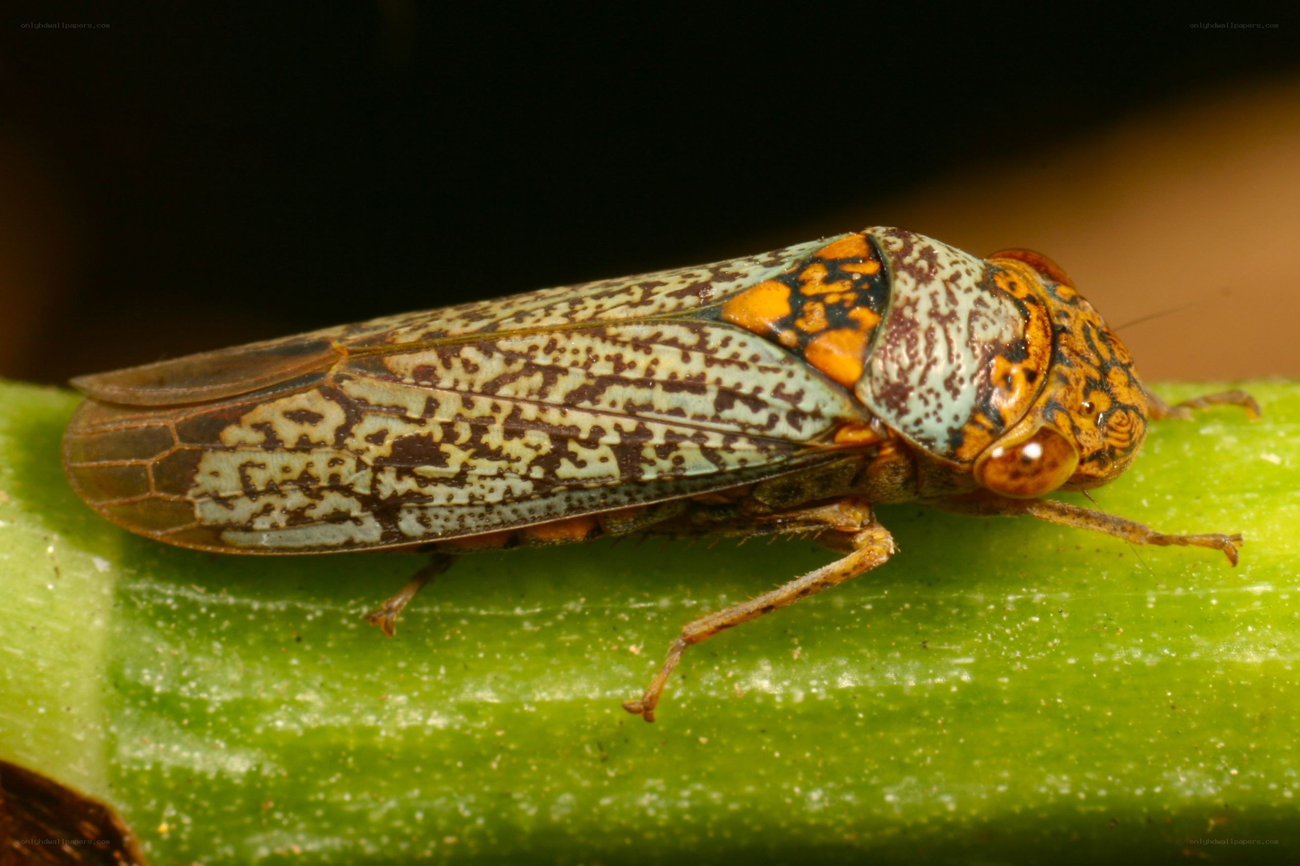 colorful leafhopper on green stem