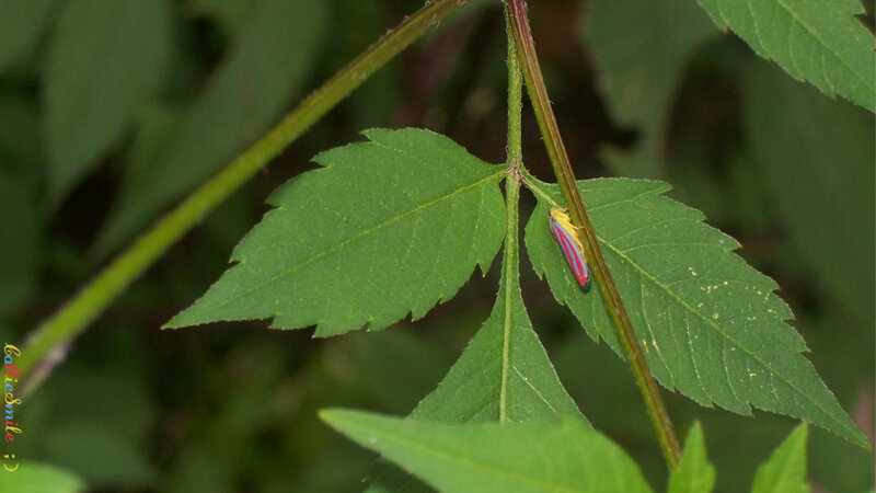 Colorful Leafhopper on Leaf