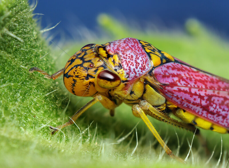 Colorful Leafhopper on Plant