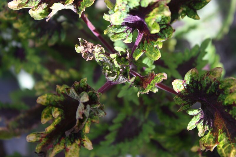 colorful leafy plant close-up