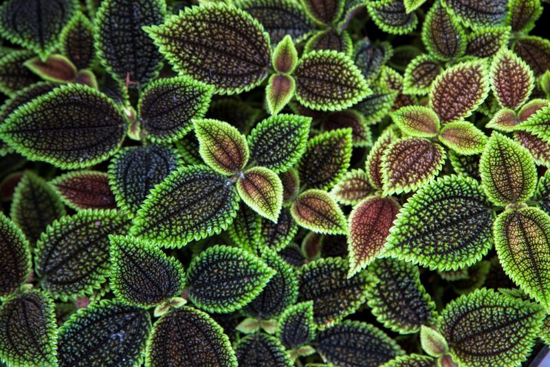 Colorful leafy plant close-up