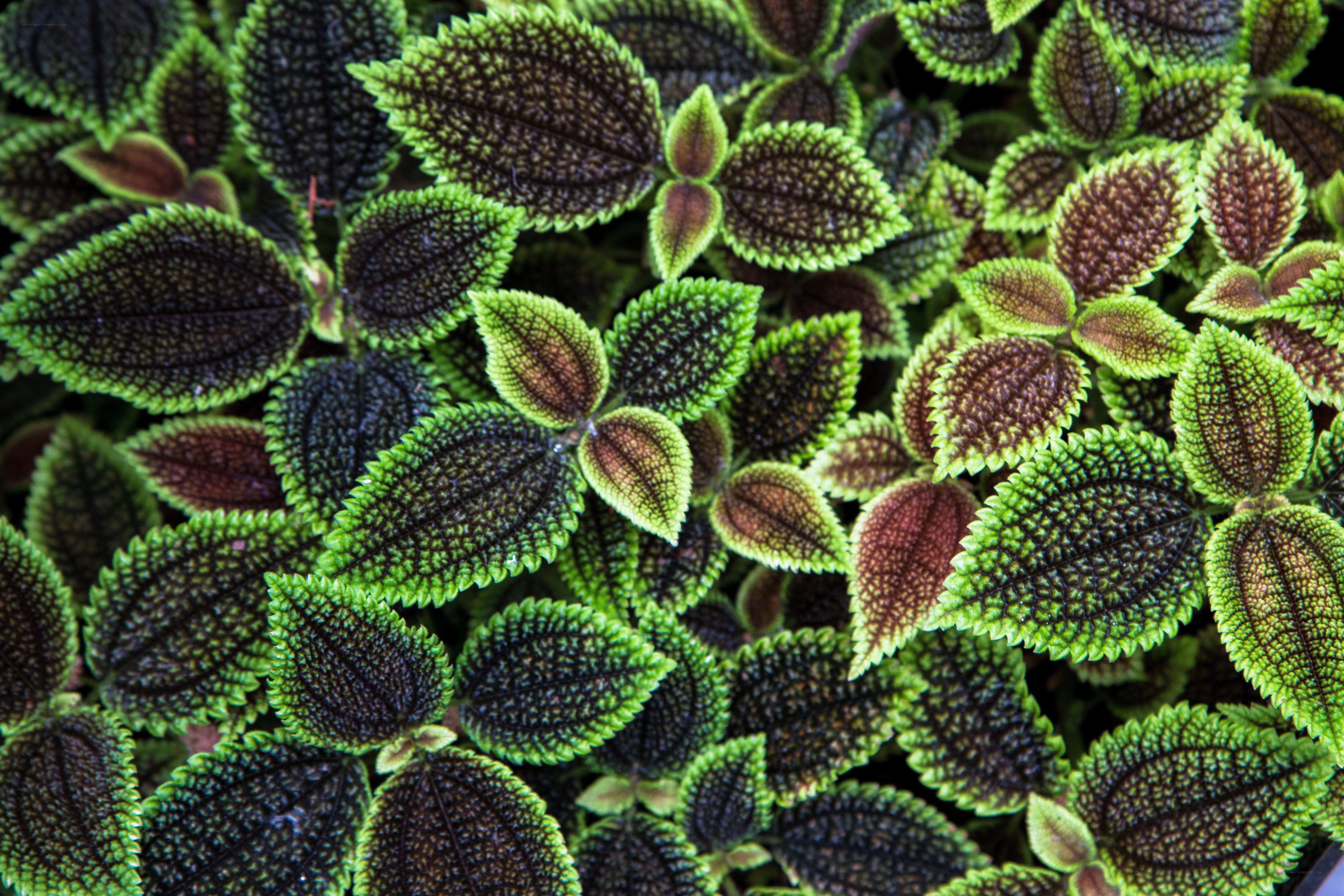 Colorful leafy plant close-up