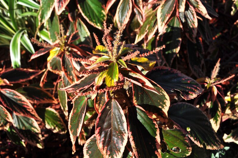 colorful leafy plant in sunlight