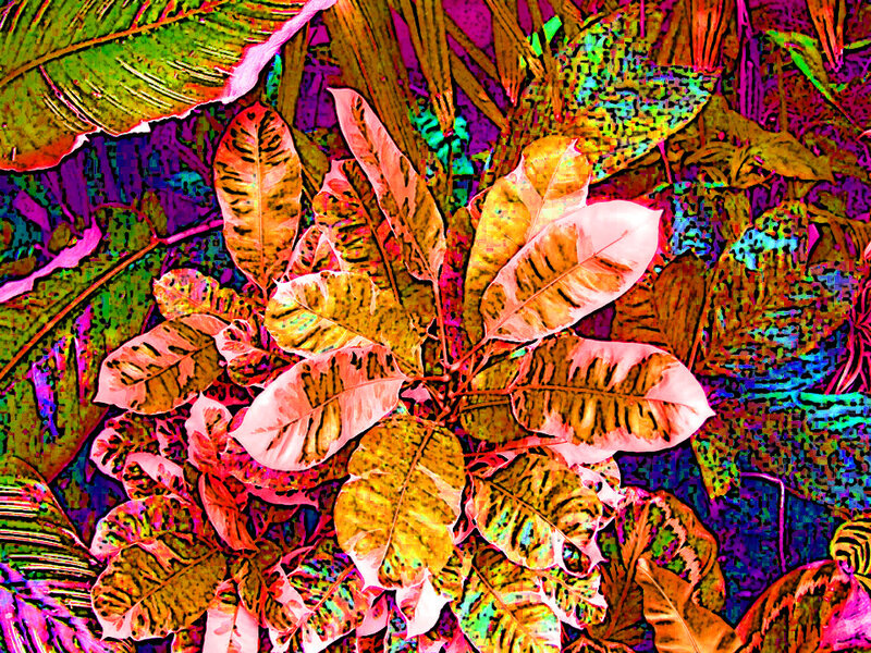 Colorful Leafy Plant — Pink