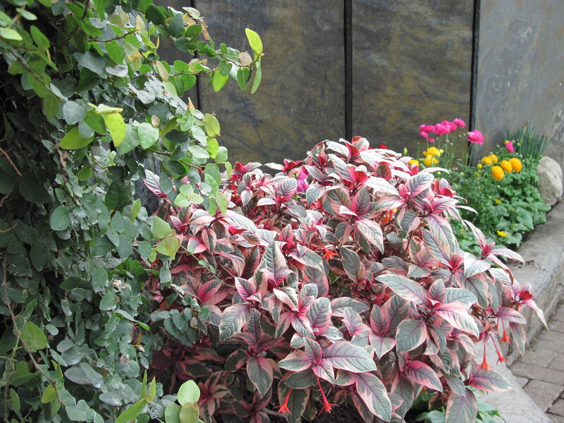 Colorful Leafy Plant — Red