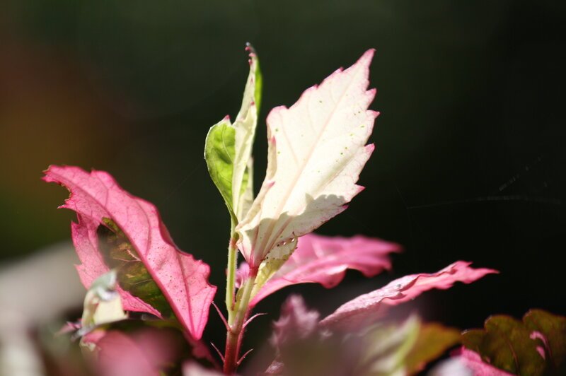 Colorful Leafy Plant