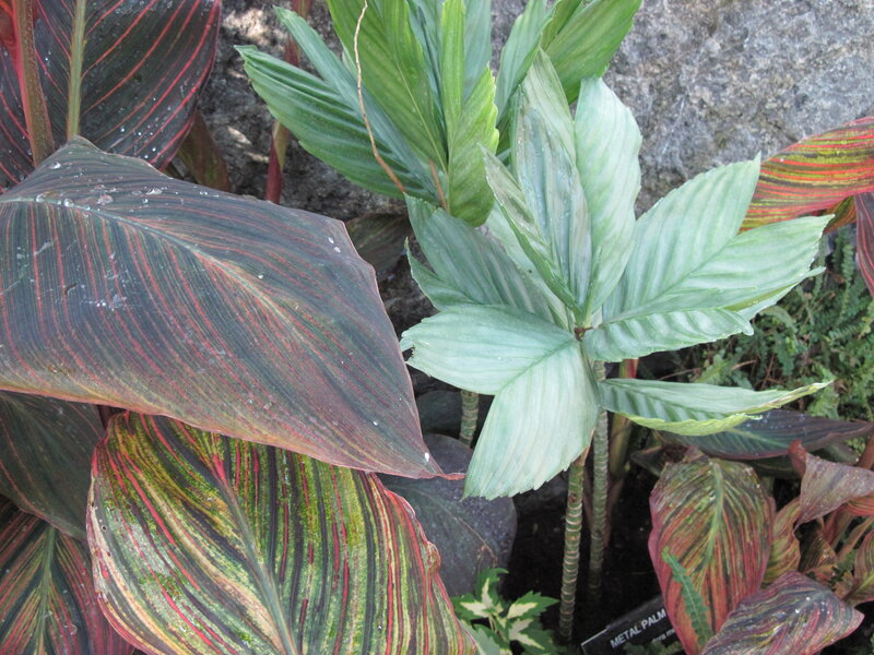 Colorful Leafy Plants — Green