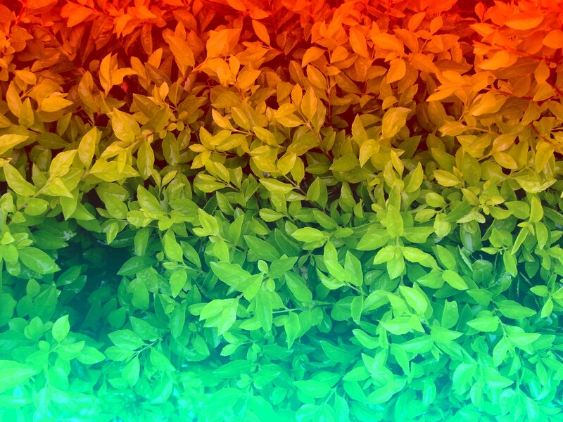 Colorful Leafy Plants — Green, Vibrant