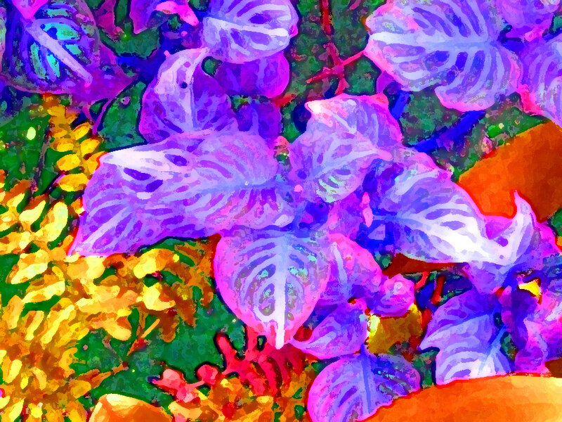 Colorful Leafy Plants — Purple