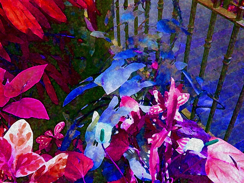 Colorful Leafy Plants