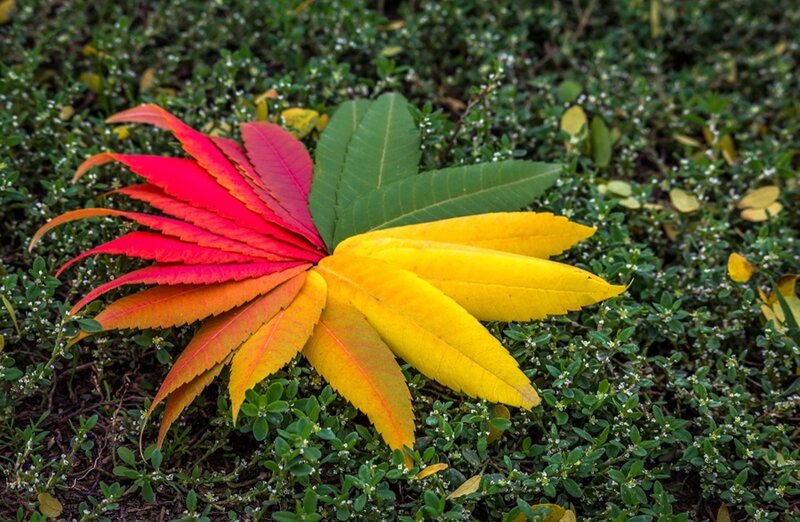 Colorful Leaves Arranged in Circle