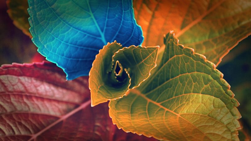 Colorful Leaves Close-up — Blue