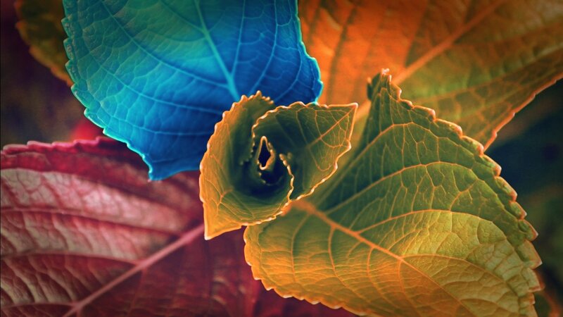 Colorful Leaves Close-up — Blue, Vibrant