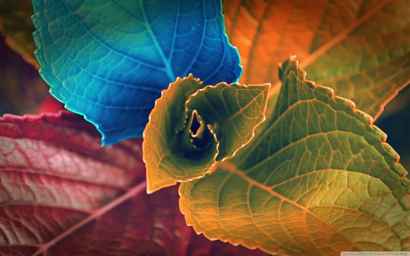 Colorful Leaves Close-up