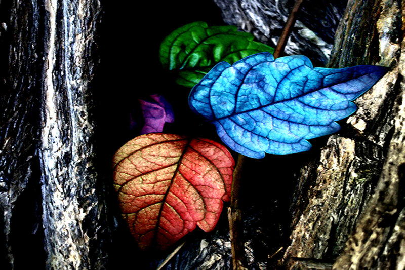Colorful Leaves in Bark