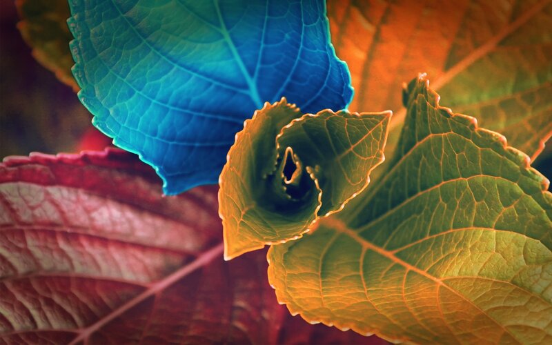 Colorful Leaves in Close-up — Blue, Dramatic