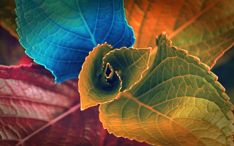 Colorful Leaves in Close-up — Blue