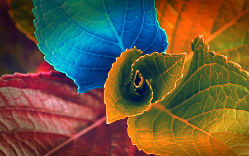 Colorful Leaves in Close-up