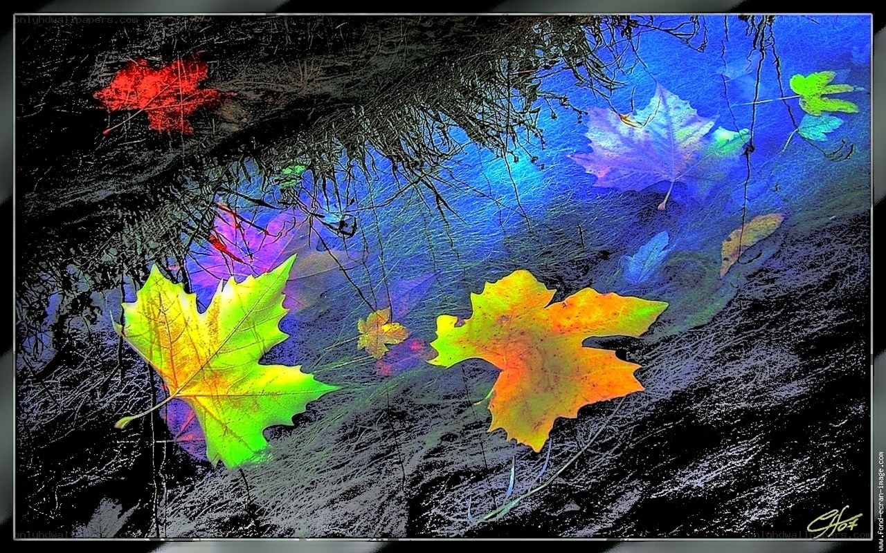 Colorful leaves in water reflection