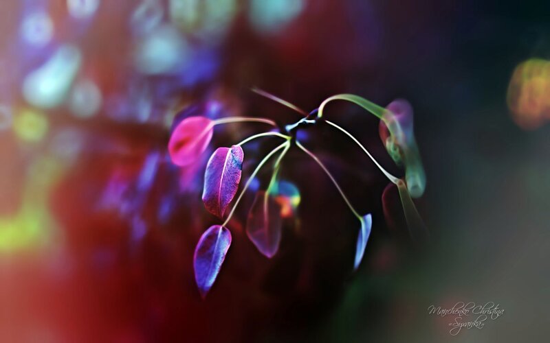 Colorful Leaves on a Branch — Purple