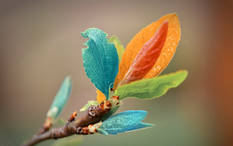 Colorful Leaves on Branch — Blue