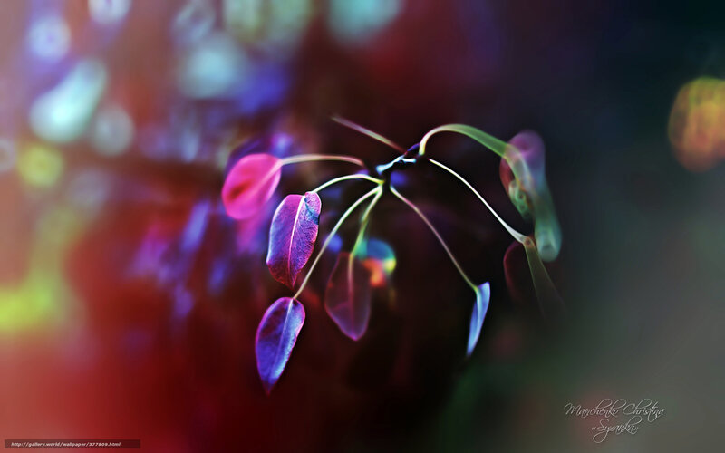 Colorful Leaves on Branch — Purple