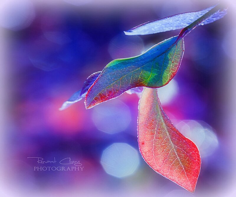 Colorful Leaves on Branch