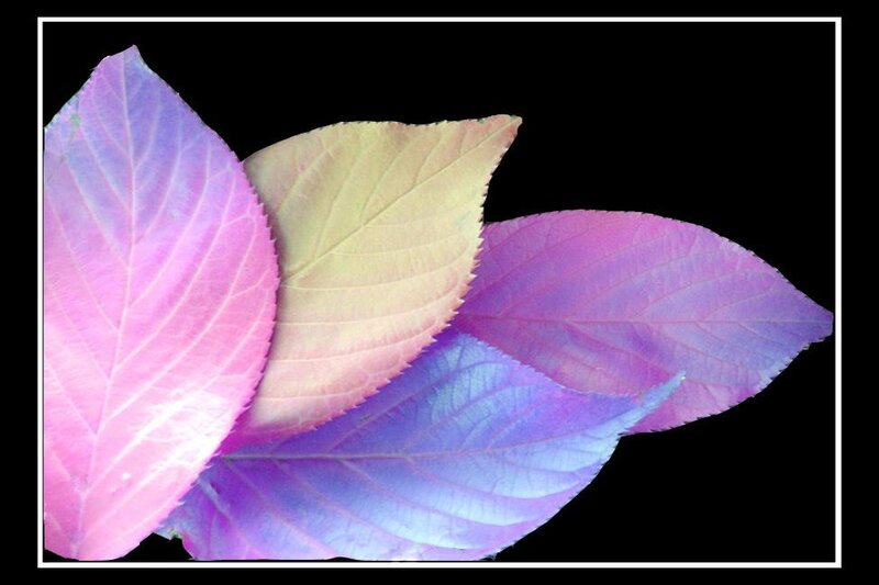 Colorful Leaves
