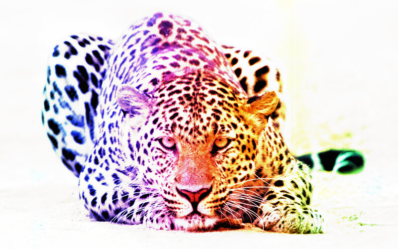 colorful leopard lying down