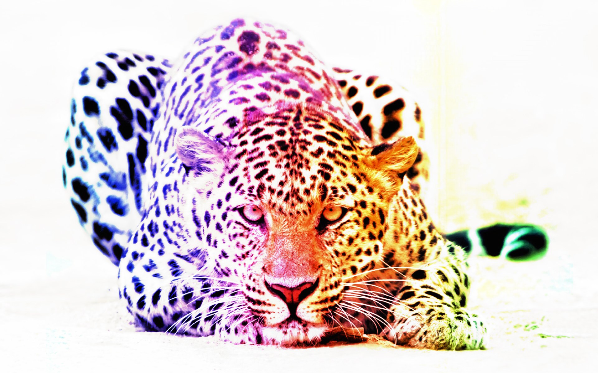 colorful leopard lying down