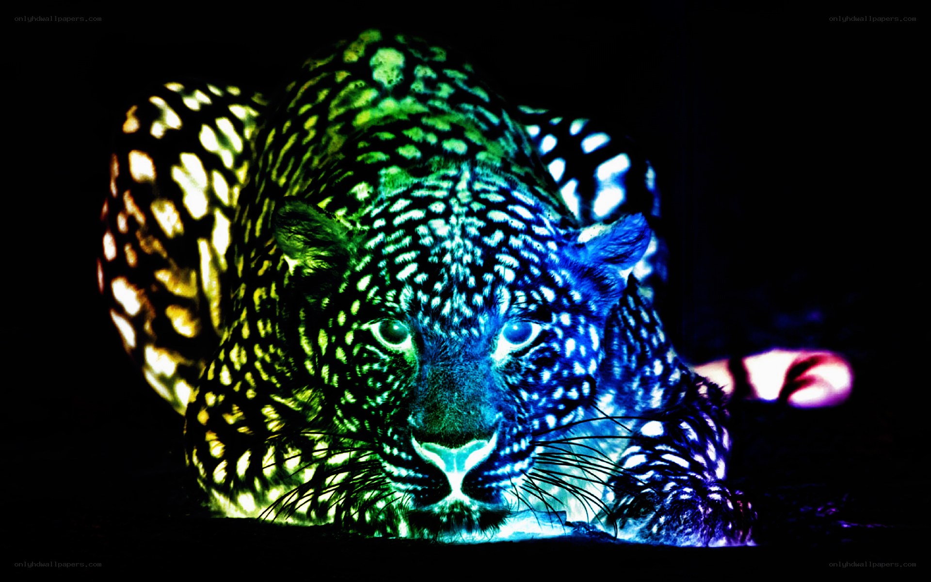 Colorful leopard projection