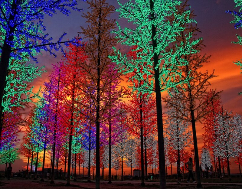 Colorful Lighted Trees