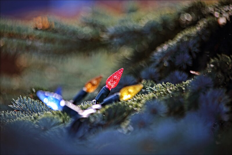 Colorful Lights on Pine