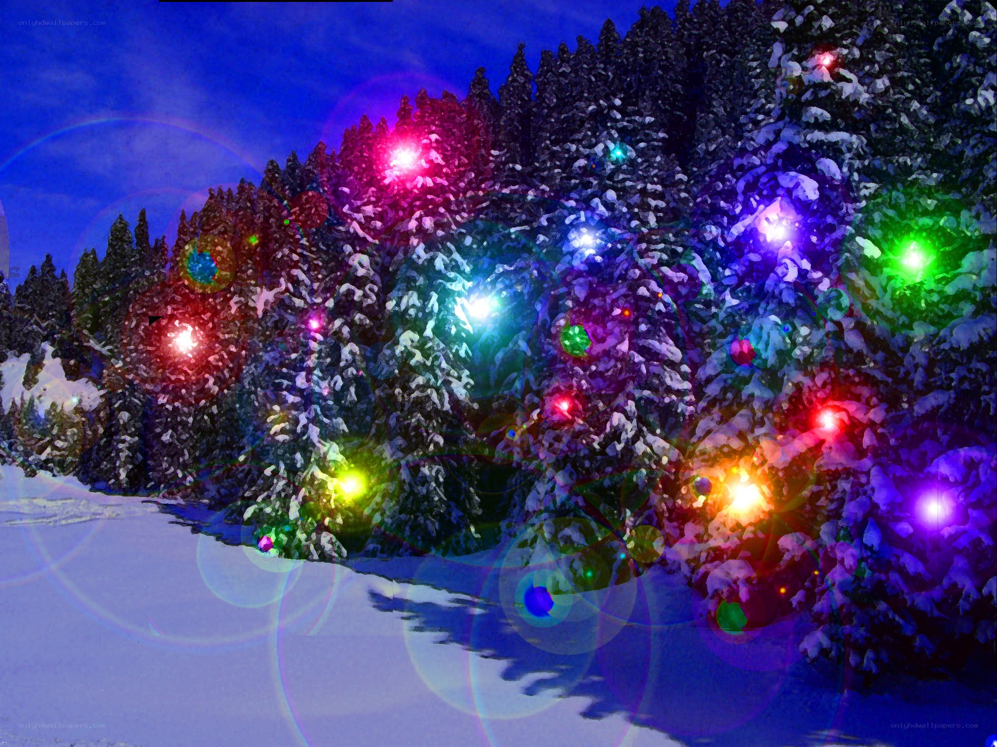 colorful lights on snowy trees