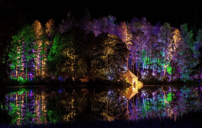 Colorful Lights on Trees — Purple