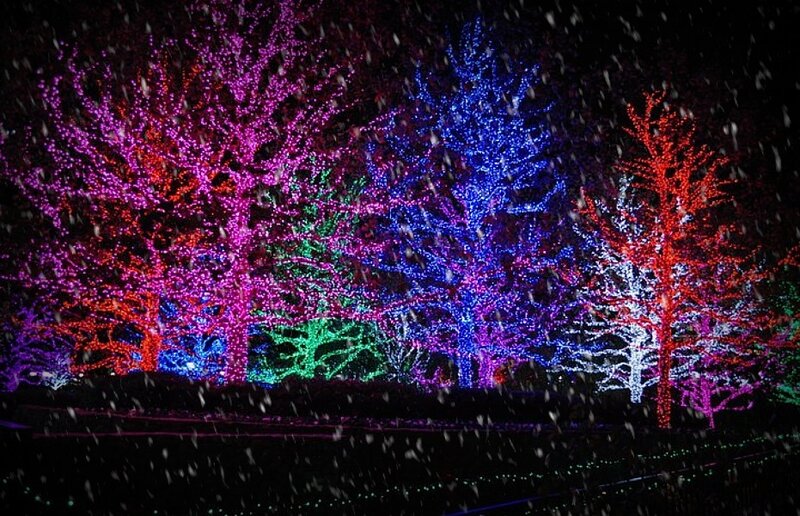 Colorful Lights on Trees