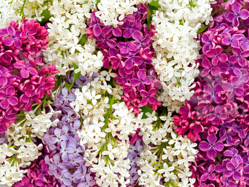Colorful Lilac Flowers