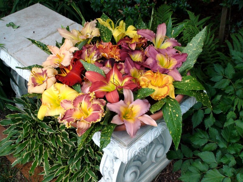 Colorful lilies in a garden planter