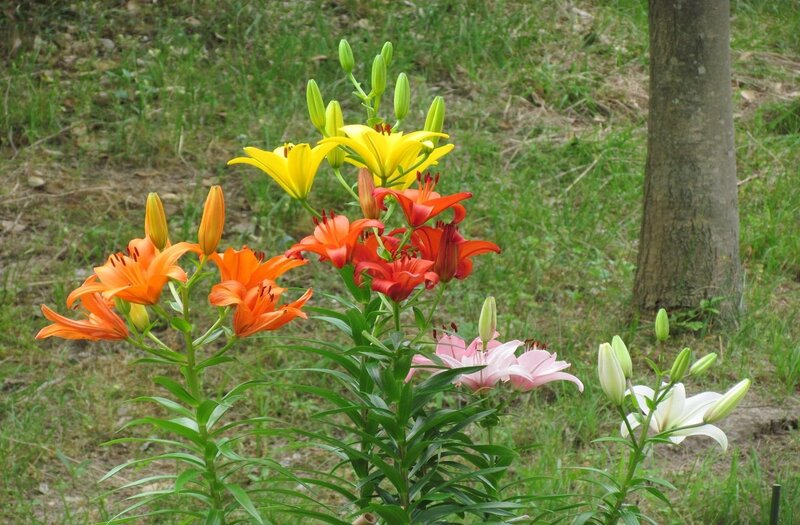 Colorful lilies in a garden