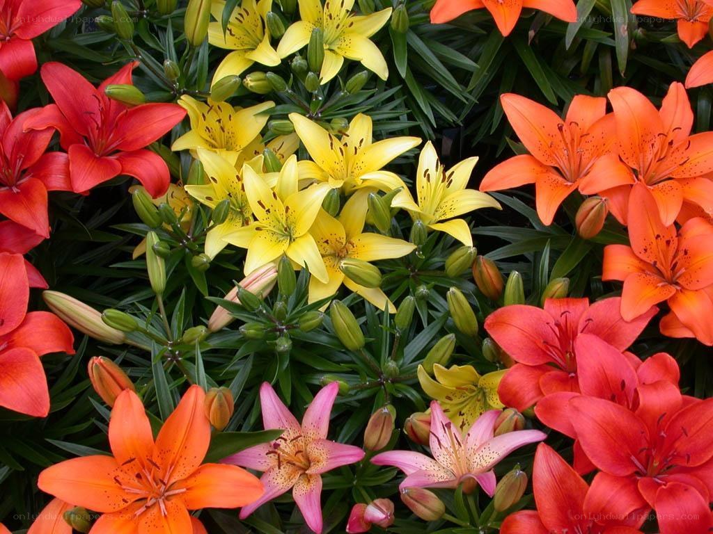 Colorful lilies in bloom