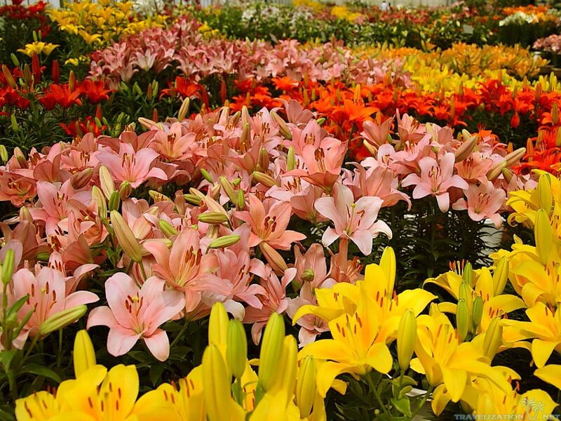 Colorful Lilies in Bloom — Yellow
