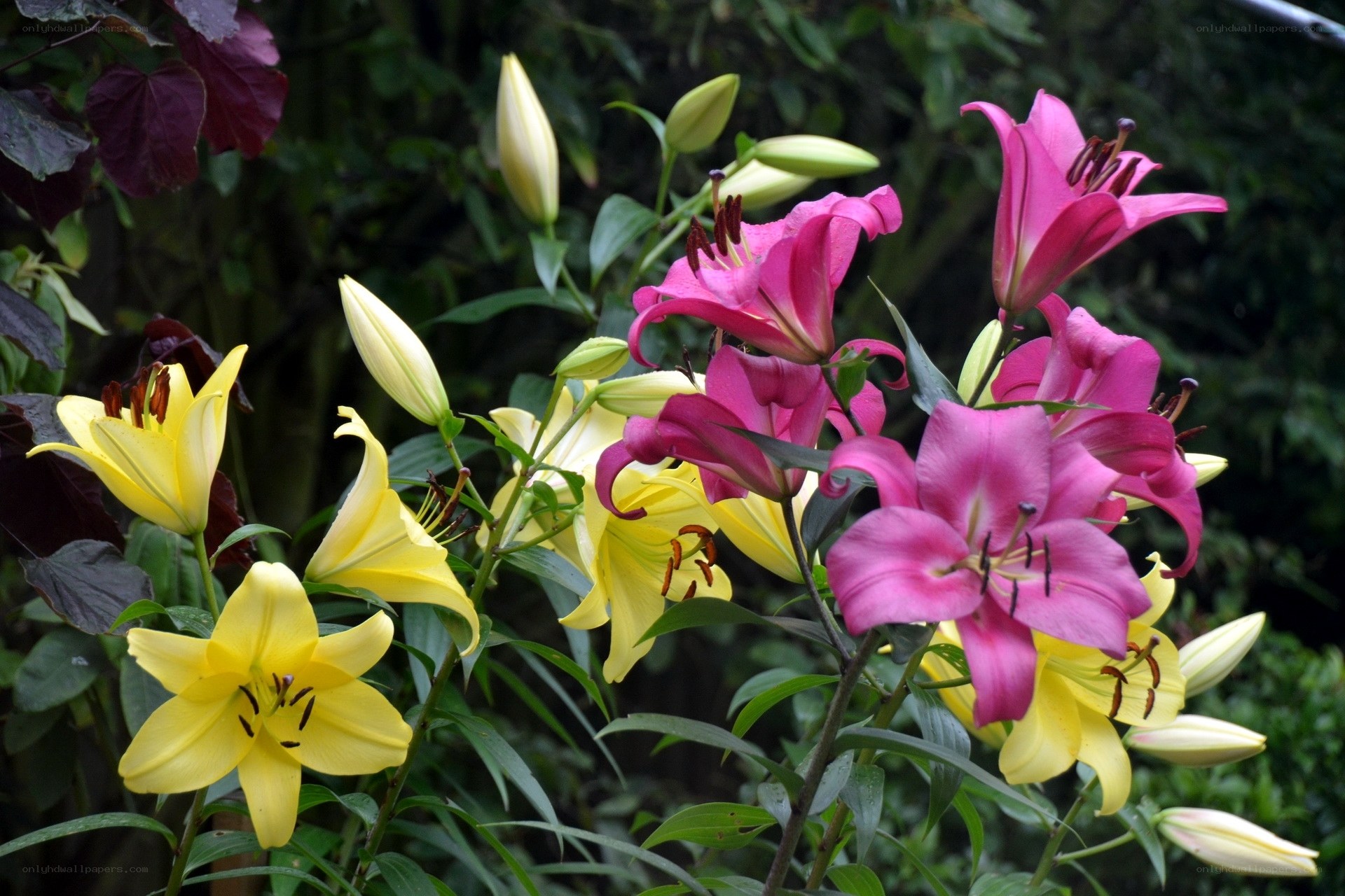Colorful lilies in bloom