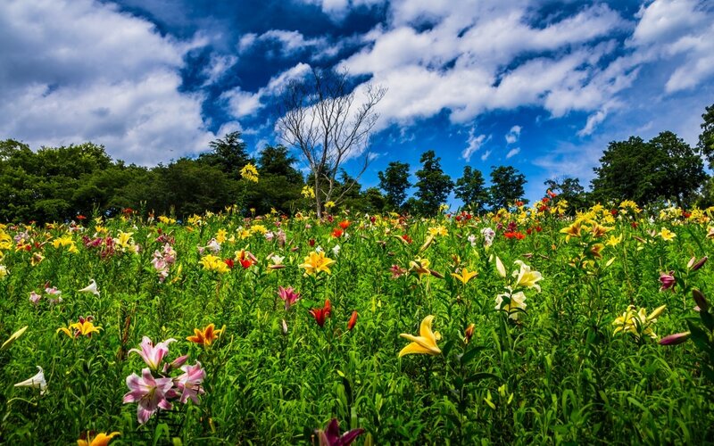 Colorful Lilies in Field