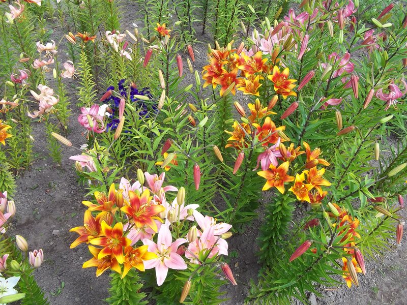 Colorful Lilies in Garden — Yellow, Calm