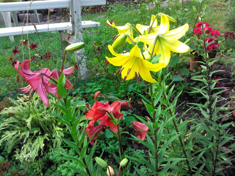 Colorful Lilies in Garden — Yellow