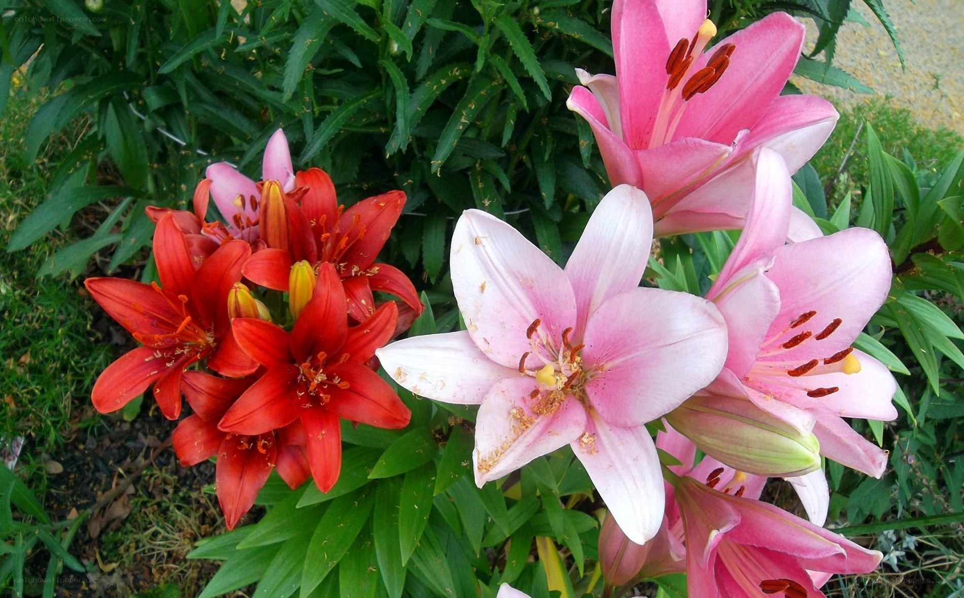 Colorful lilies in garden