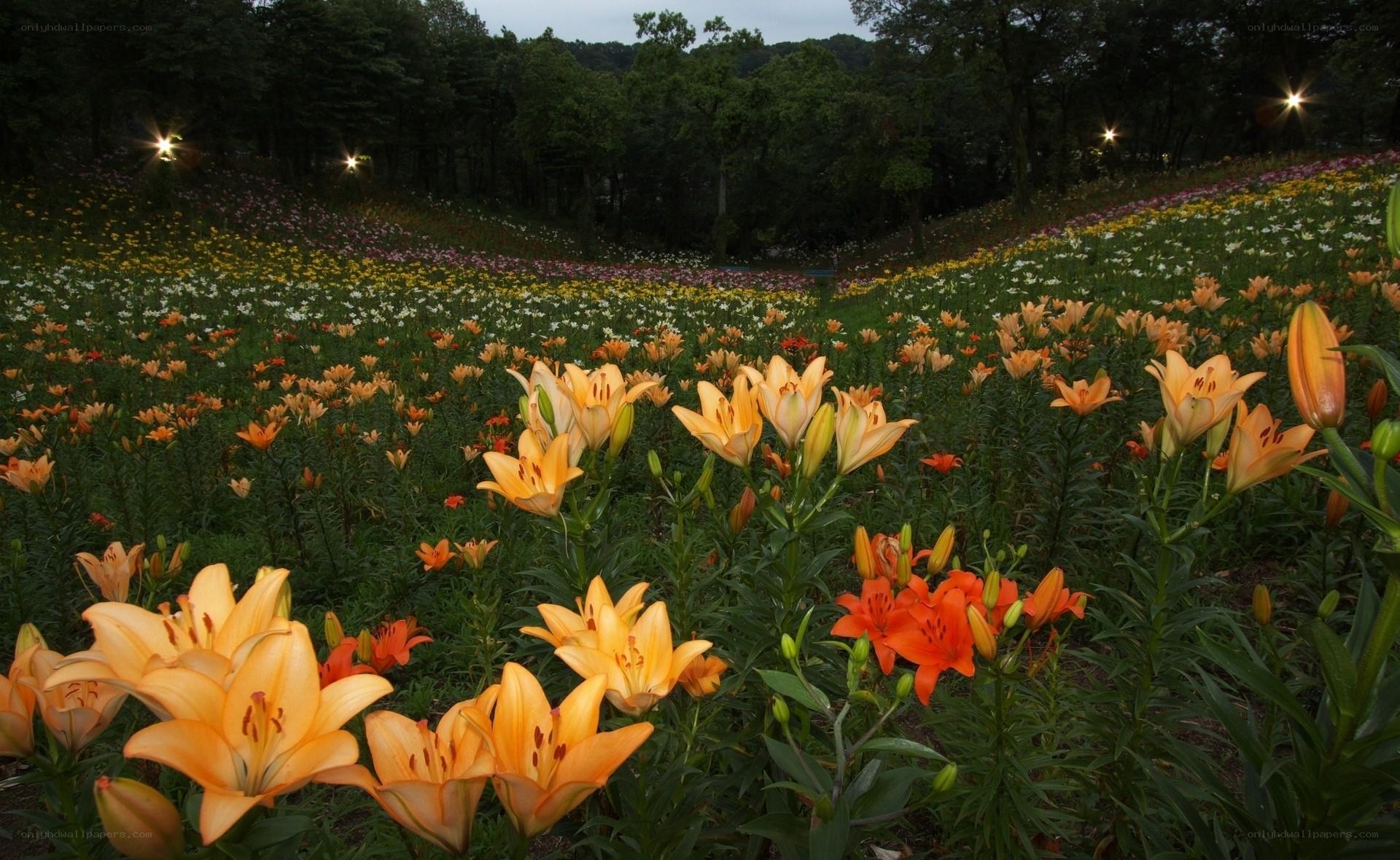 Colorful lily field at dusk