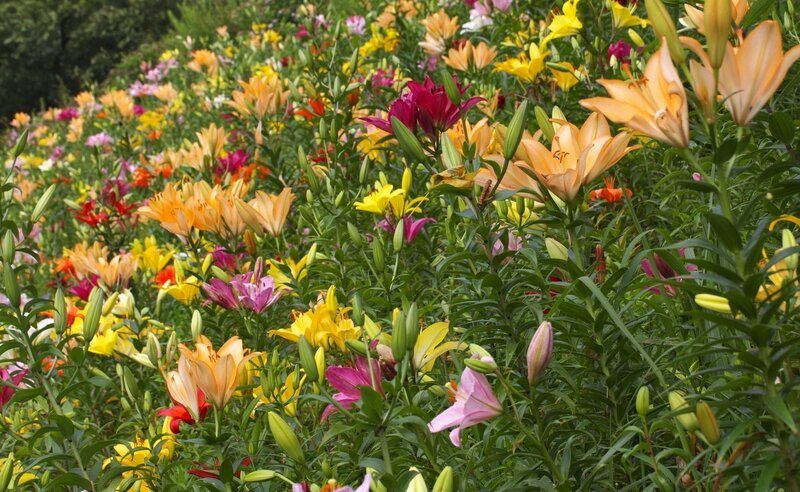 Colorful lily field in bloom